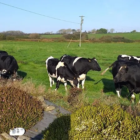 Murphys Irish Трали