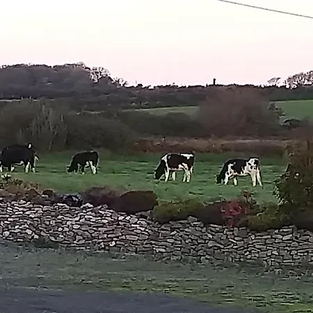 Murphys Irish ترالي