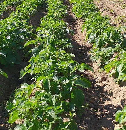 Дом отдыха Murphys Irish *