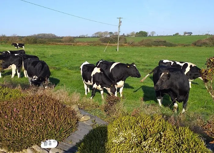 Murphys Irish Tralee