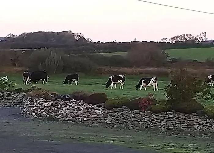 Murphys Irish Tralee