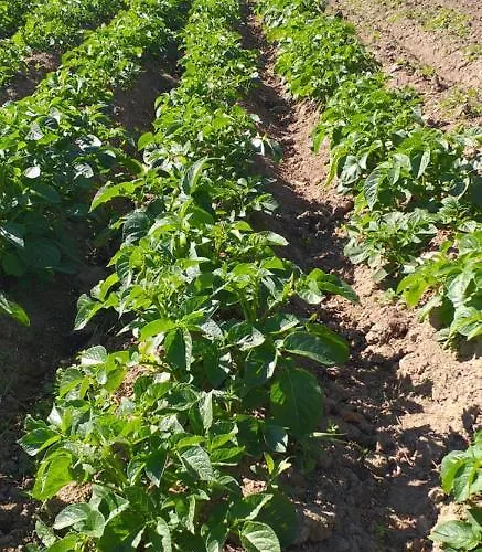 Hébergement de vacances Murphys Irish *